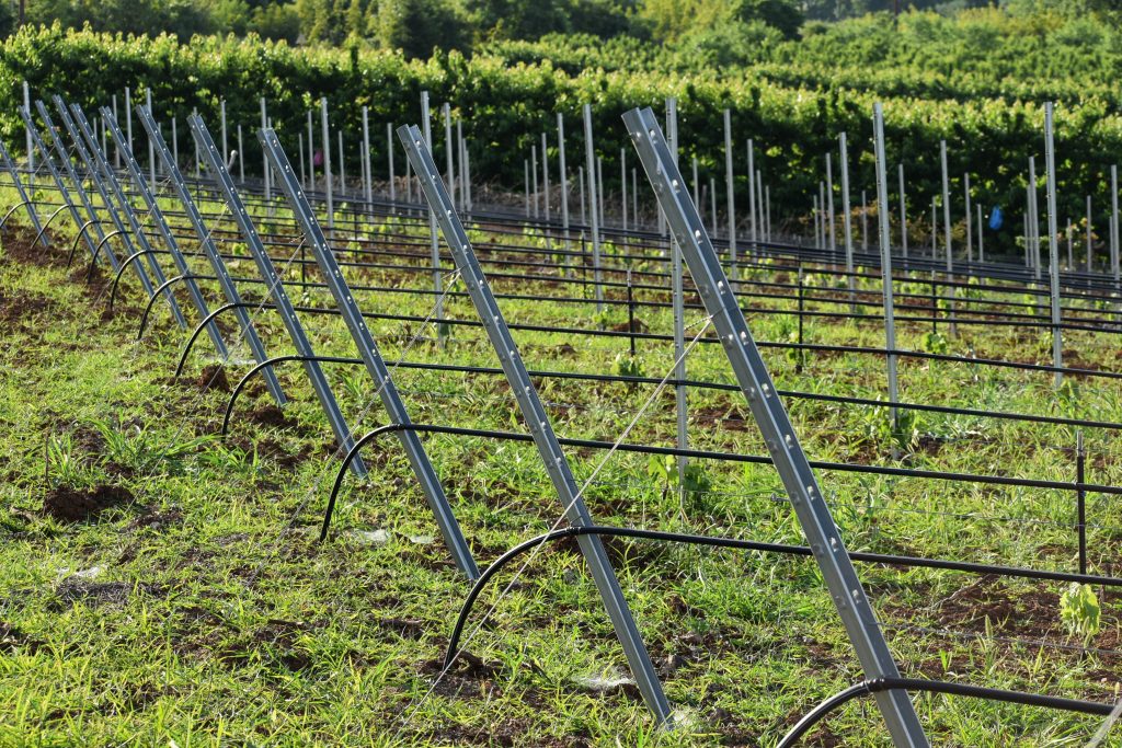 Ακριανός αμπελουργικός πάσσαλος - Image 3